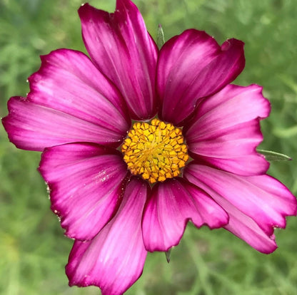 Picotee Cosmos Cut Flower Seeds