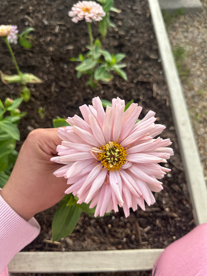 Pink & White Breeding Project