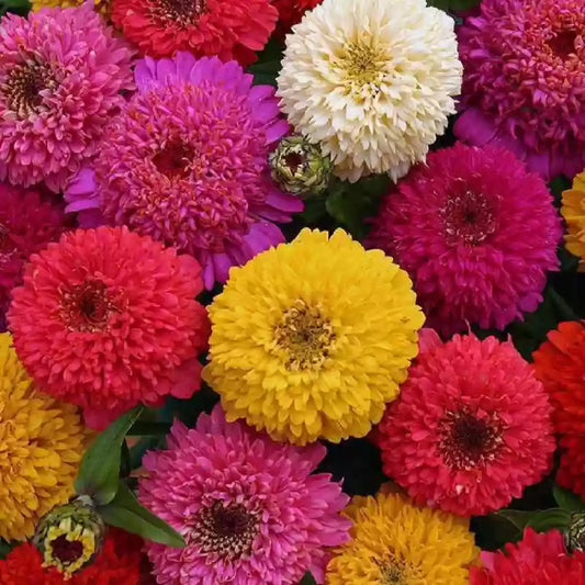 Rainbow Mix Tufted Zinnia Seeds