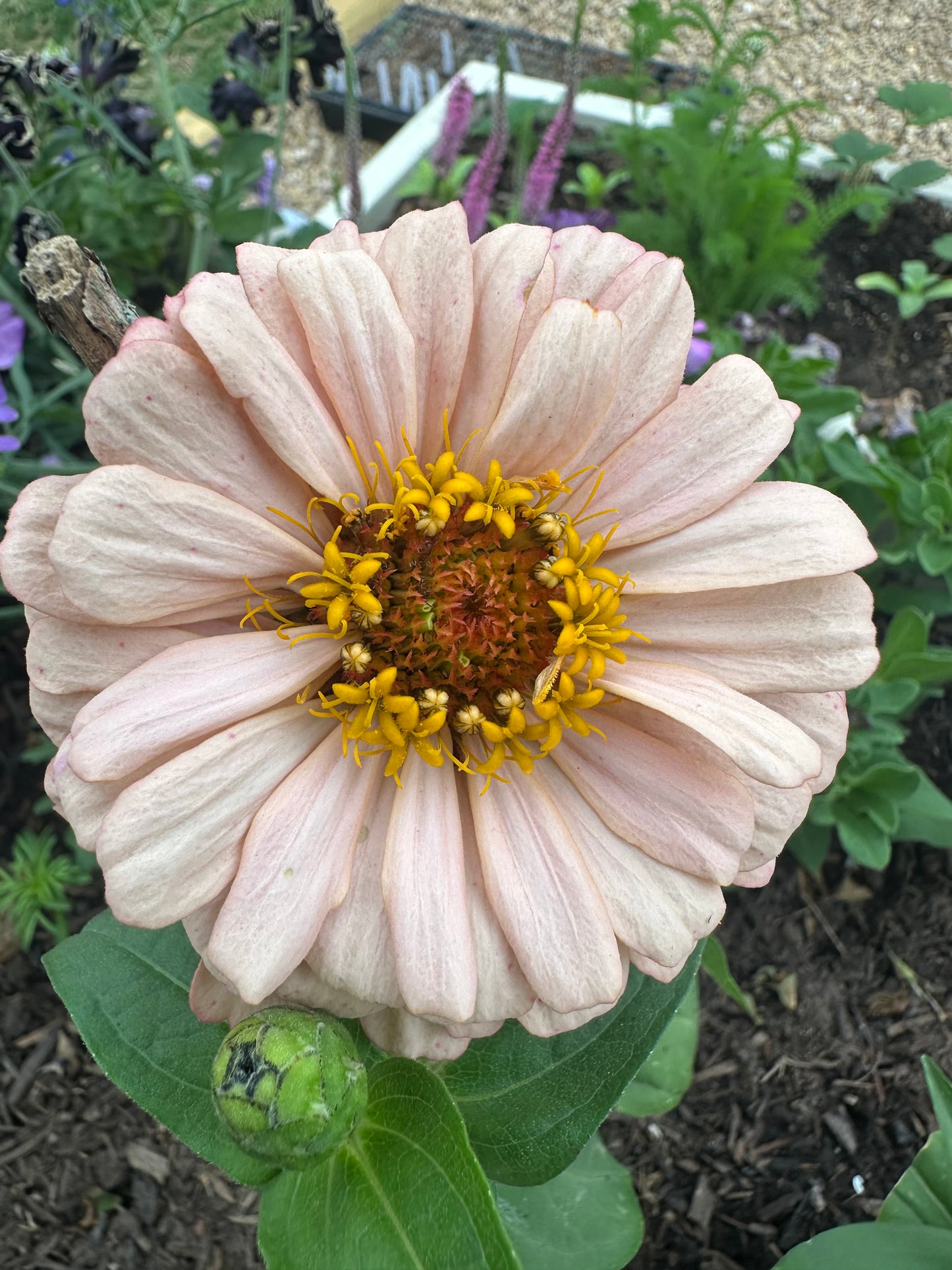 Peach Tone Breeder Pack Zinnia Seeds