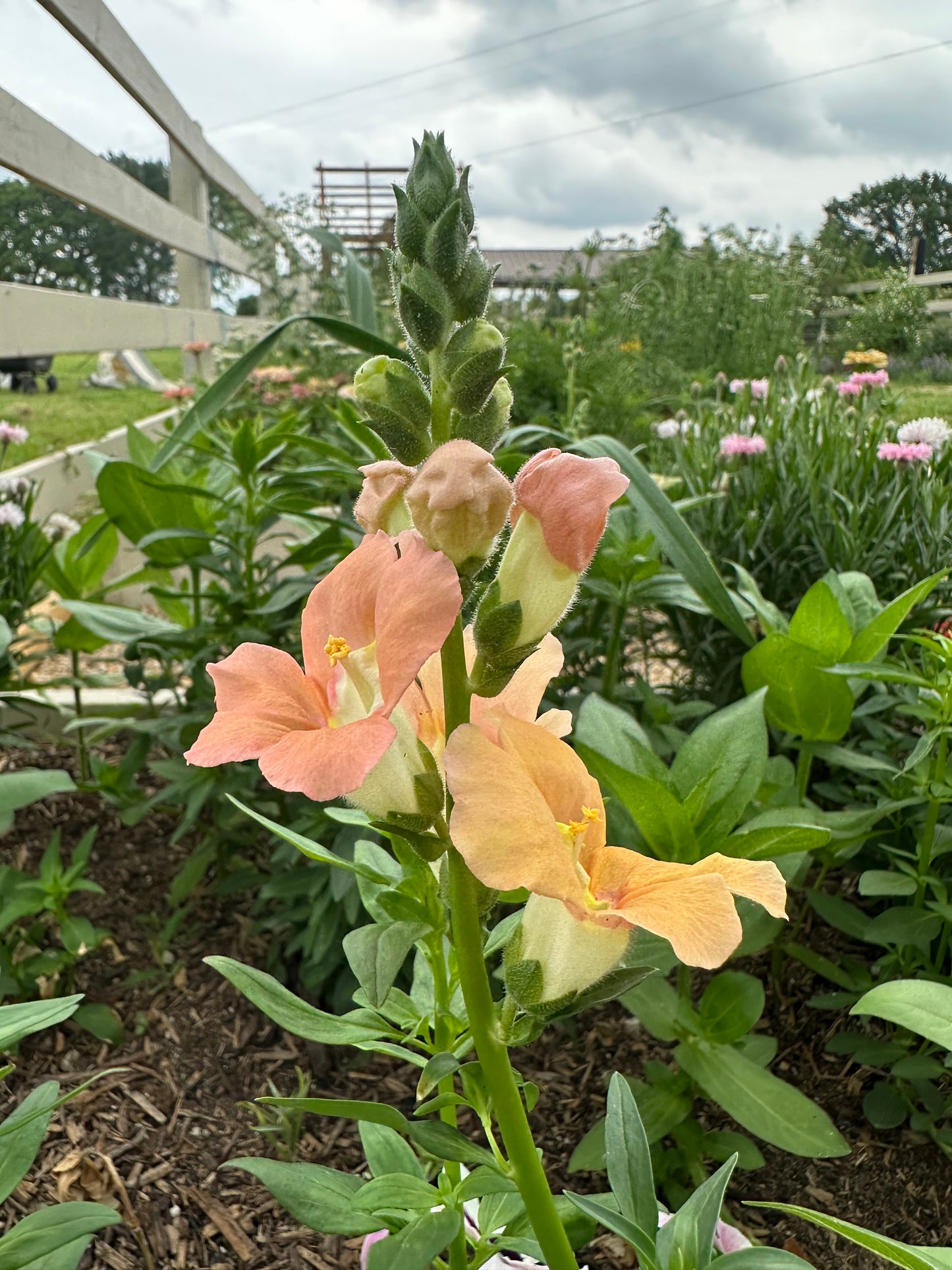 Chantilly™ Light Salmon
Snapdragon Cut Flower Seeds