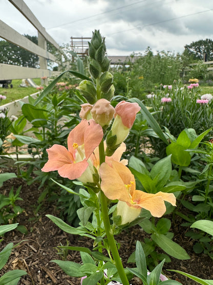 Chantilly™ Light Salmon
Snapdragon Cut Flower Seeds