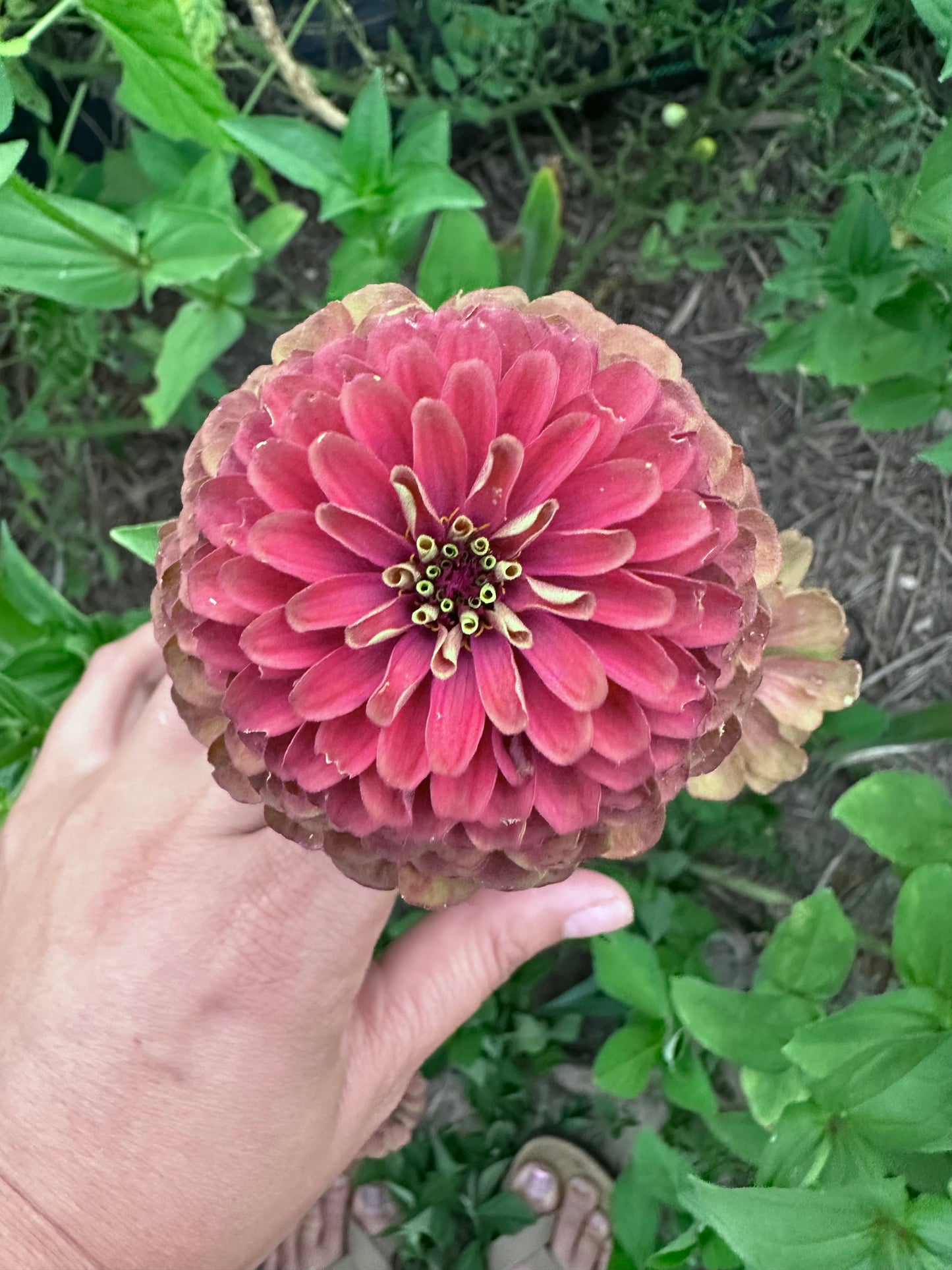 Moody Mix Zinnia Seed Mix Fall Shipping