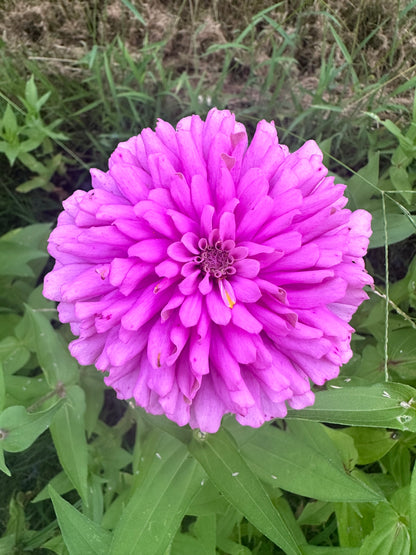 $25 Delectable Pastels Zinnia Seed Mix Fundraiser Shipping Now!