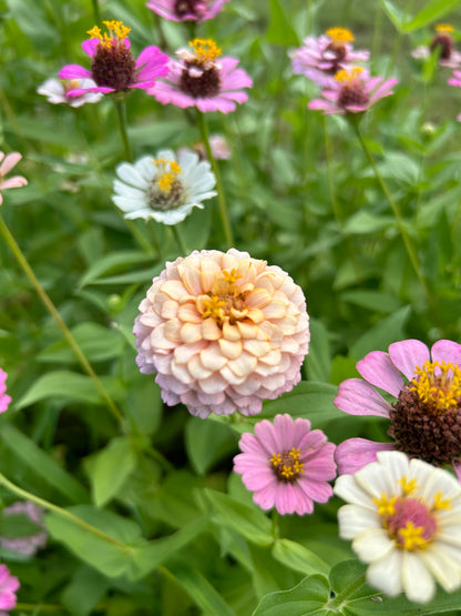 $25 Delectable Pastels Zinnia Seed Mix Fundraiser Shipping Now!