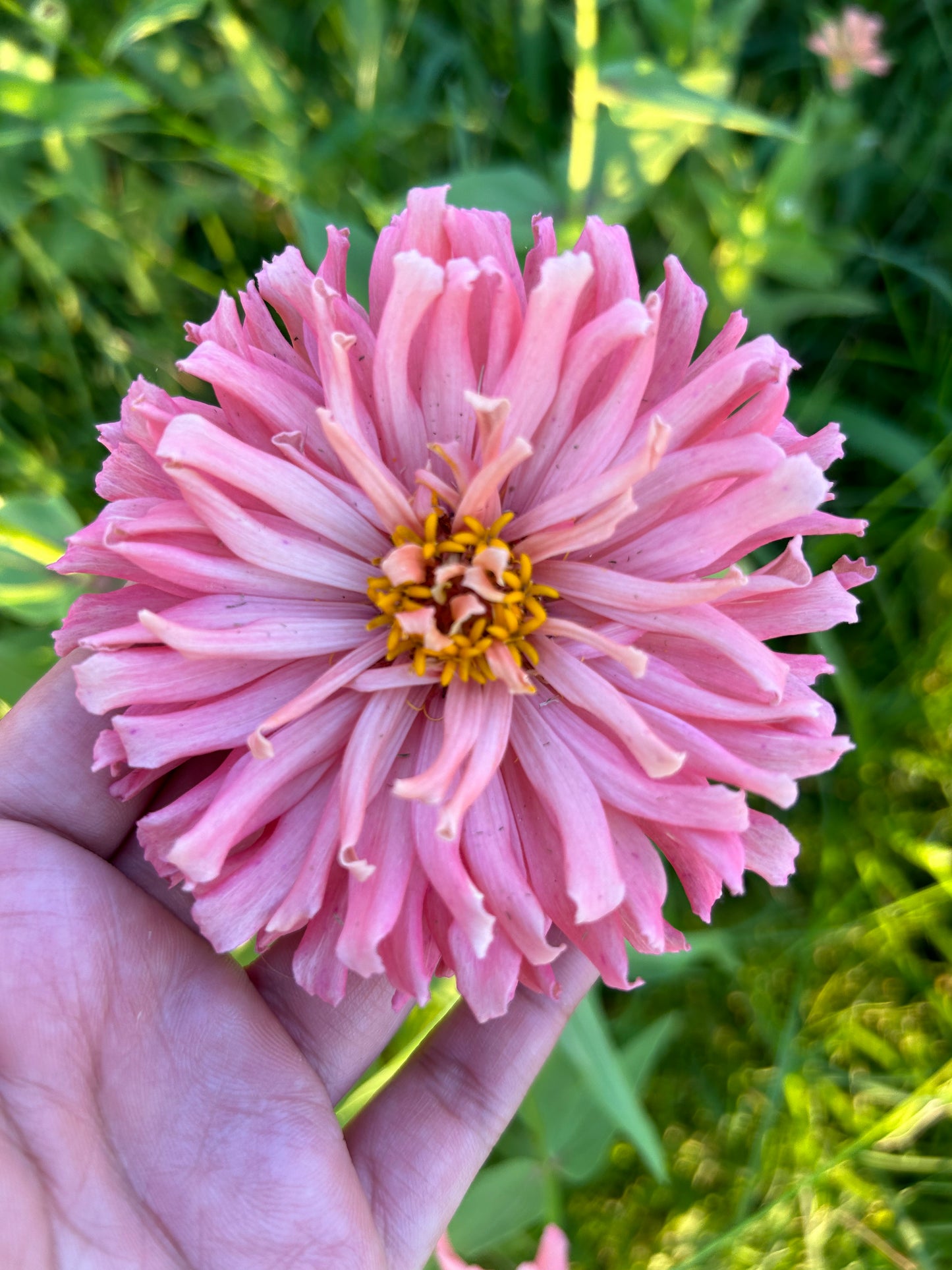 Cactus Mix Zinnia Seeds