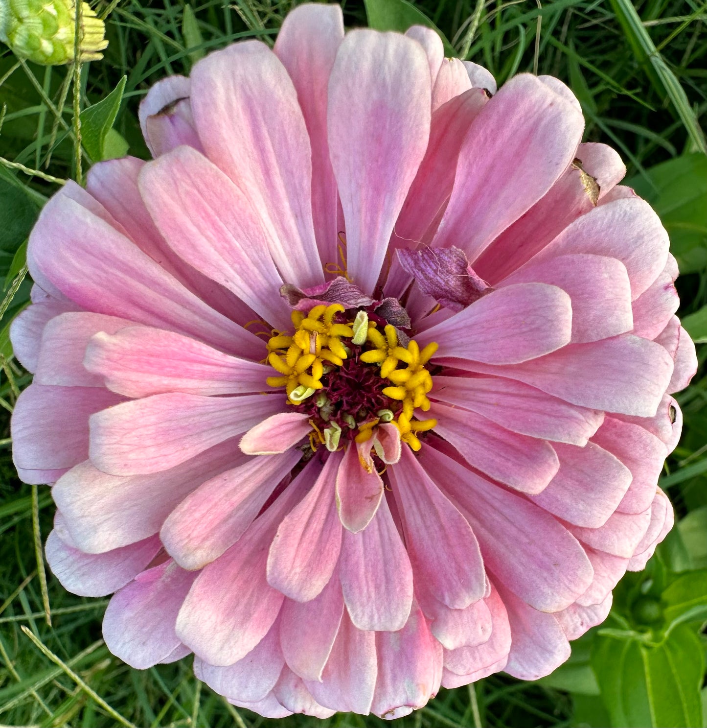 Double Bubble Zinnia Seed Mix Donation