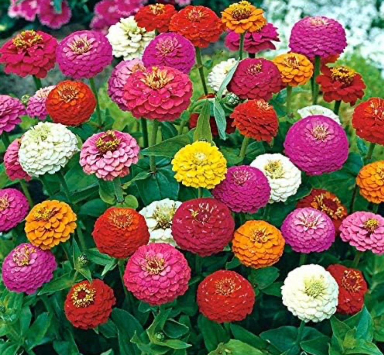 Lilliput Gem Mix Dwarf Zinnia Seeds