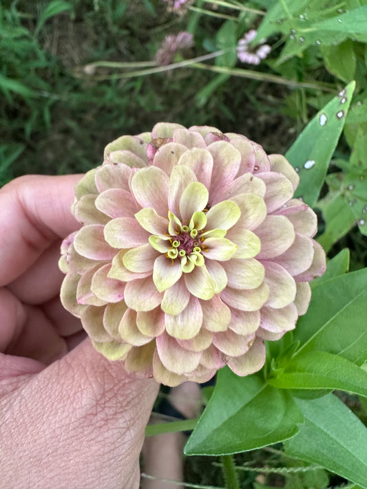 Queen Lime With Blush Zinnia Seeds