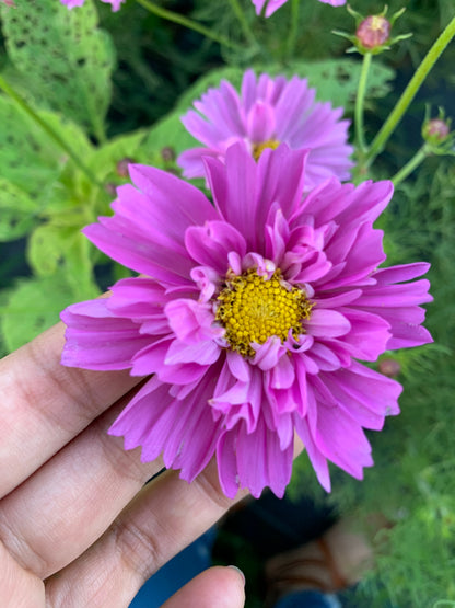 Double Click Rose Cosmos Cut Flower Seeds