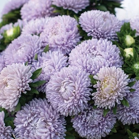 Lady Coral Lavender
China Aster Cut Flower Seed