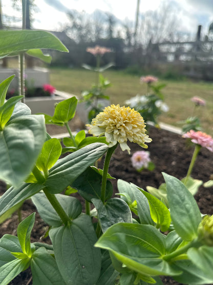 Pastel Tufted Zinnia Seeds