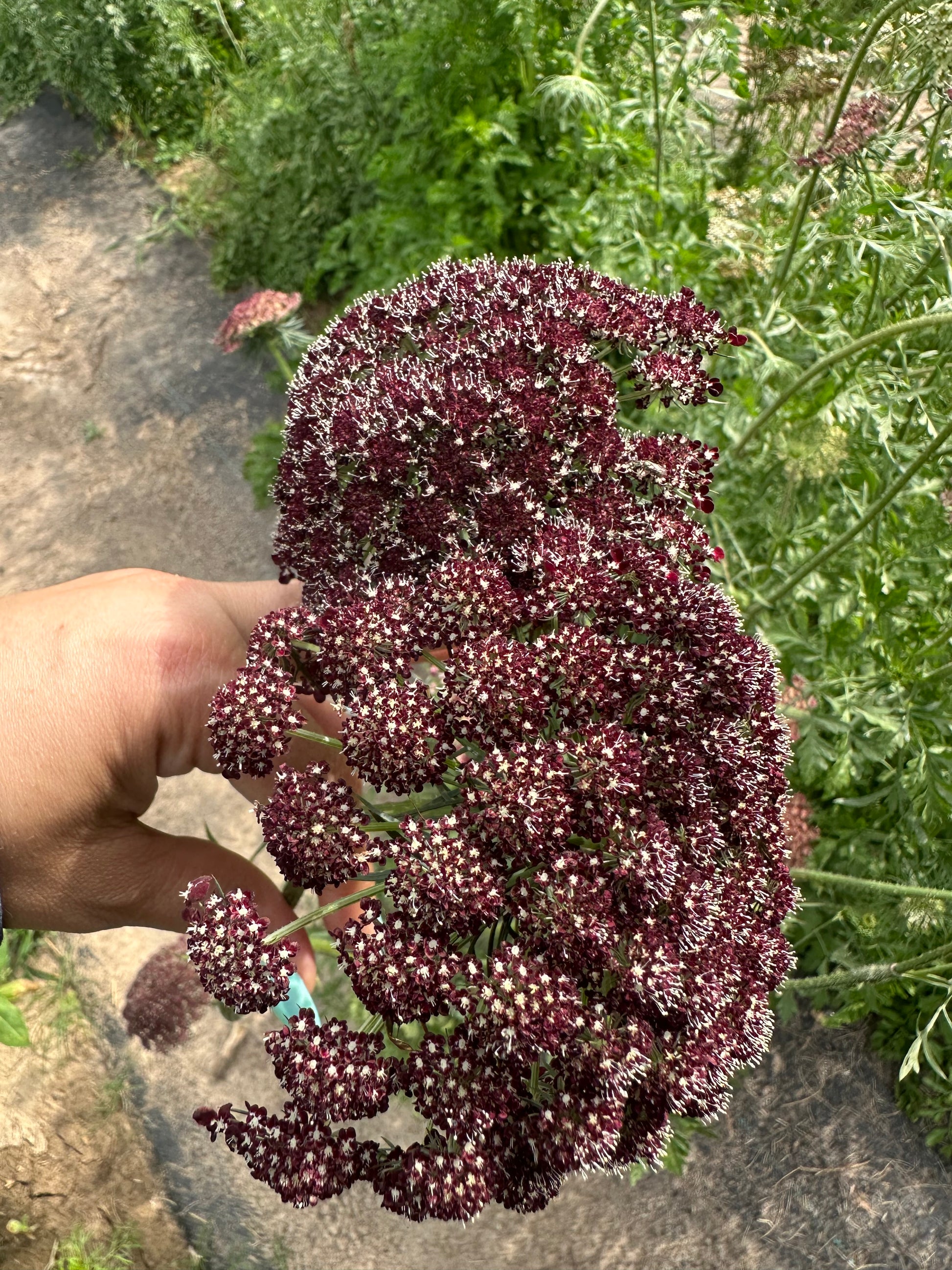 chocolate flower seeds Chocolate Lace Flower Cut Flower Seeds – ZinniaSeeds.com