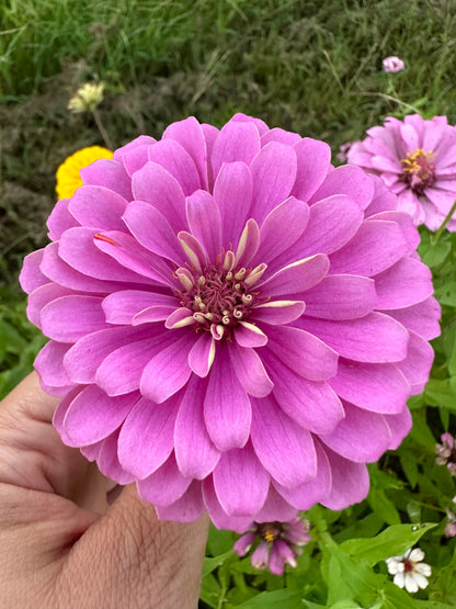 $25 Delectable Pastels Zinnia Seed Mix Fundraiser Shipping Now!