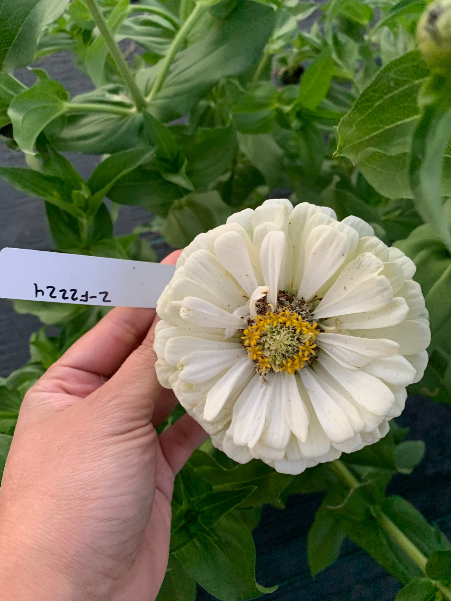 Polar Bear Zinnia Seeds