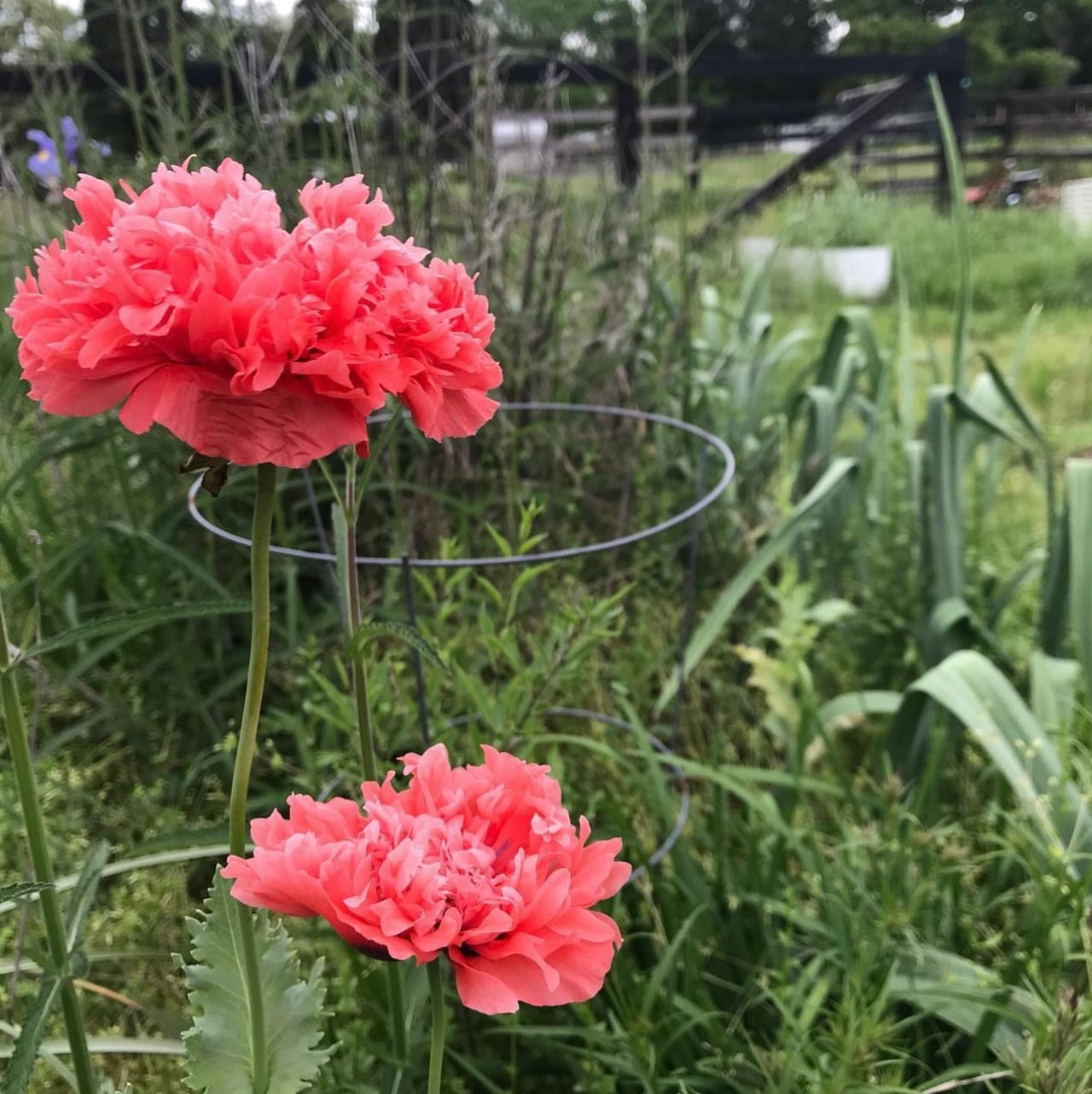 Peony Poppy Mix Cut Flower Seeds