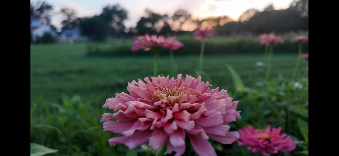 Spun Sugar Cactus Zinnia Seeds