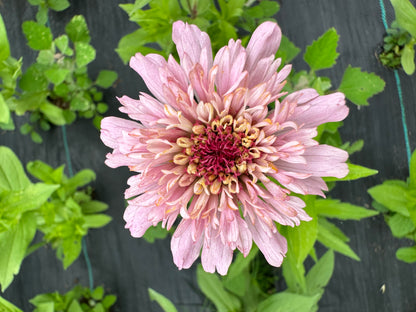 Pastel Tufted Zinnia Seeds