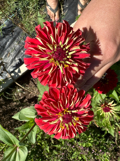 Candy Apple Red Zinnia Seeds