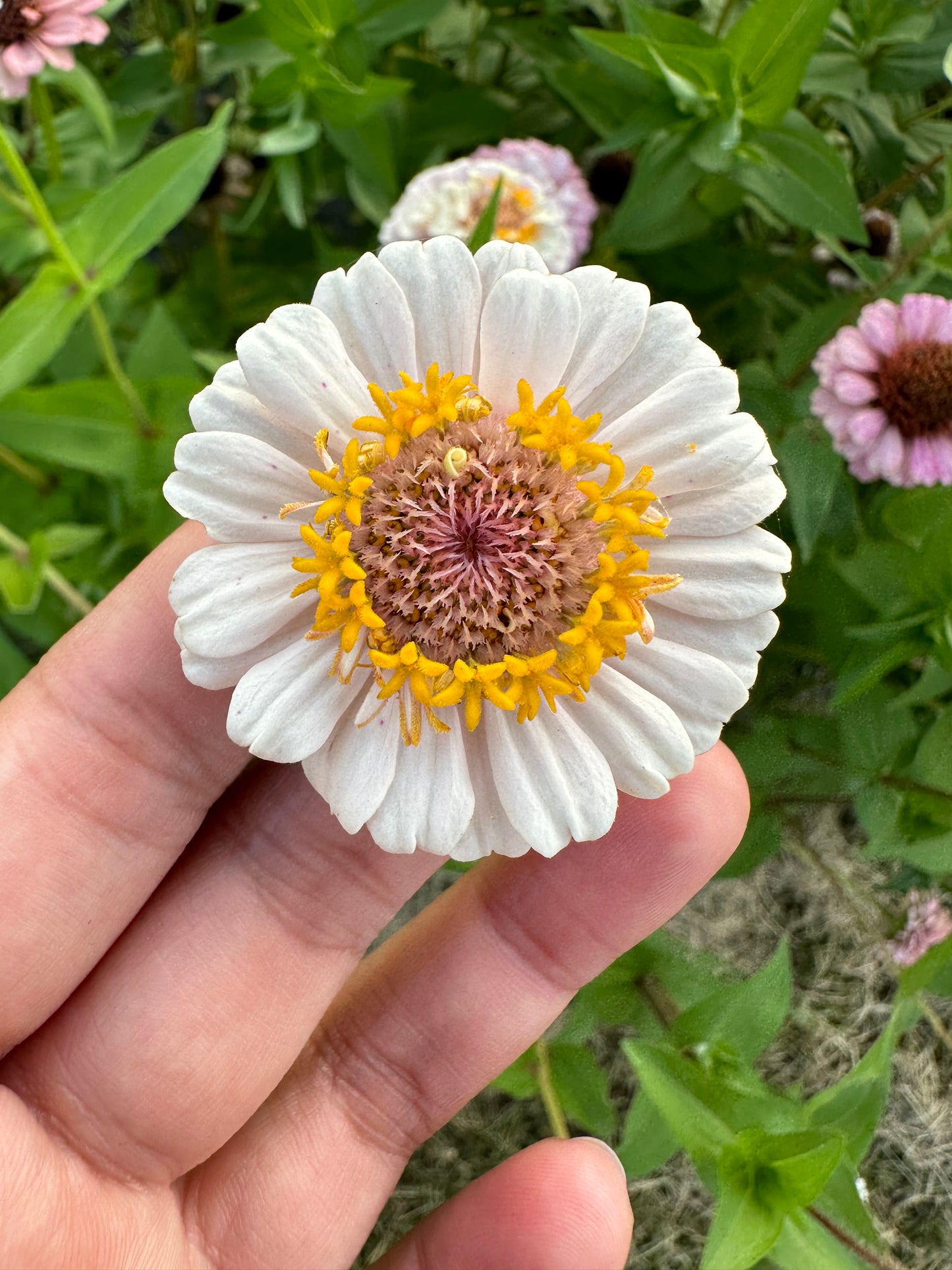 La Petite Pale Pink Zinnia Seeds