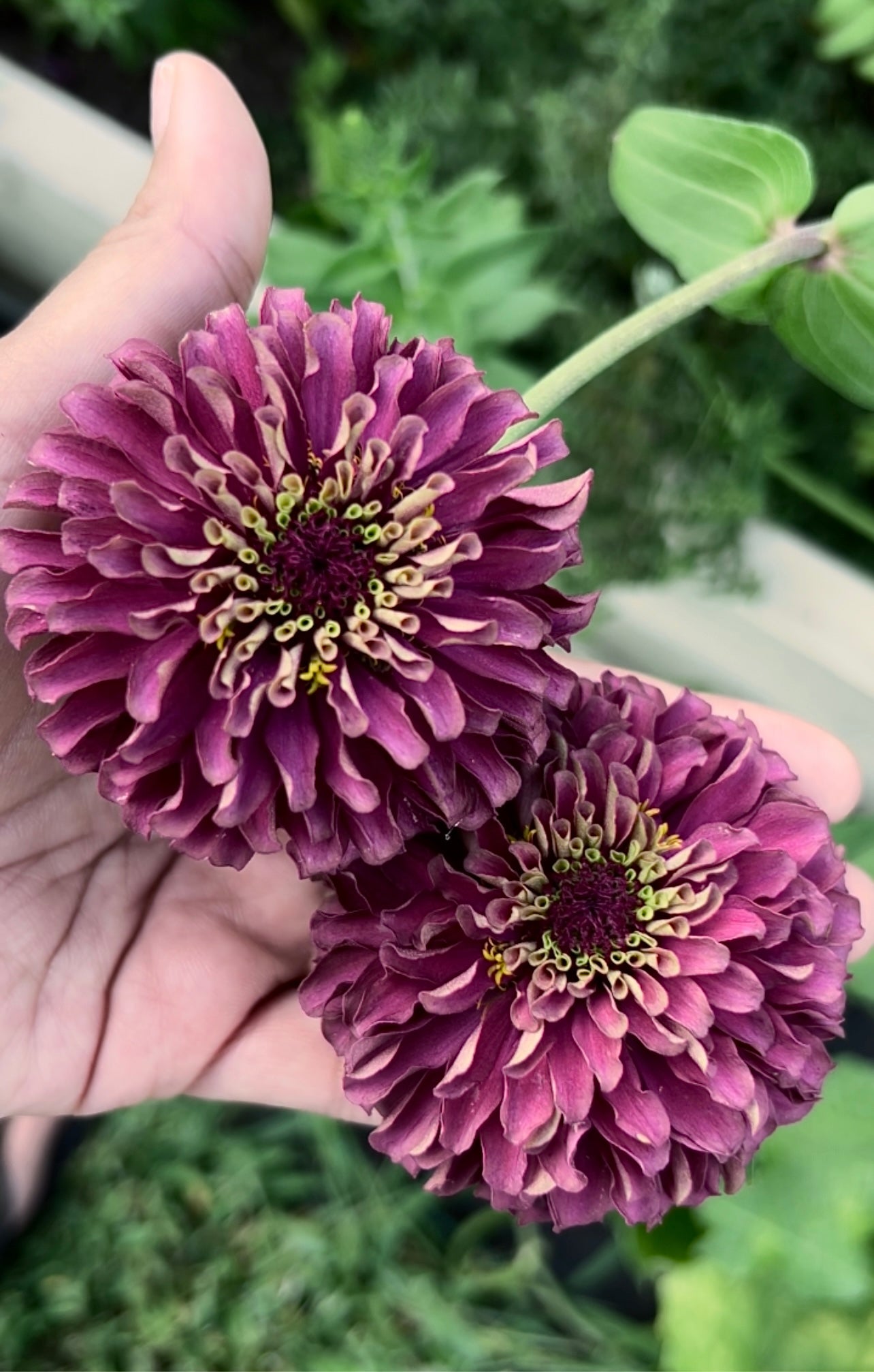 Moody Mix Zinnia Seed Mix