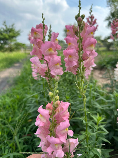 2026 Seed Fundraiser Pack Zinnia Seeds & Cut Flower seeds