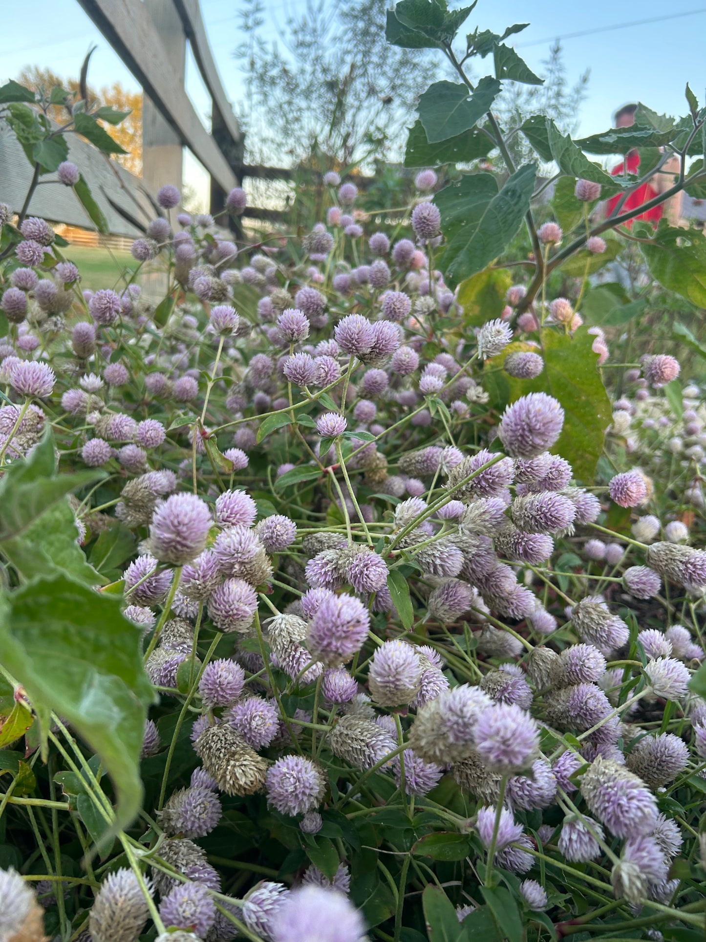 Pale Pink Gomphrena Cut Flower Seeds