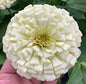 Giant White Zinnia Seeds