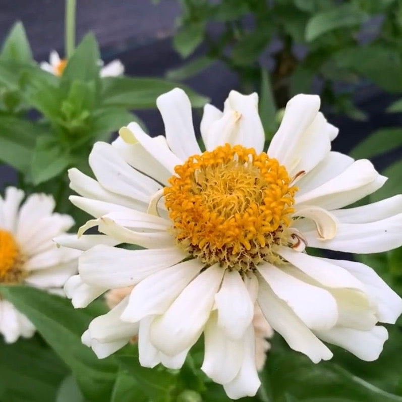 Strawberry & Cream Mix Zinnia Seed Mix