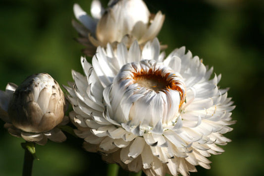 Vintage White strawflower cut flower seeds