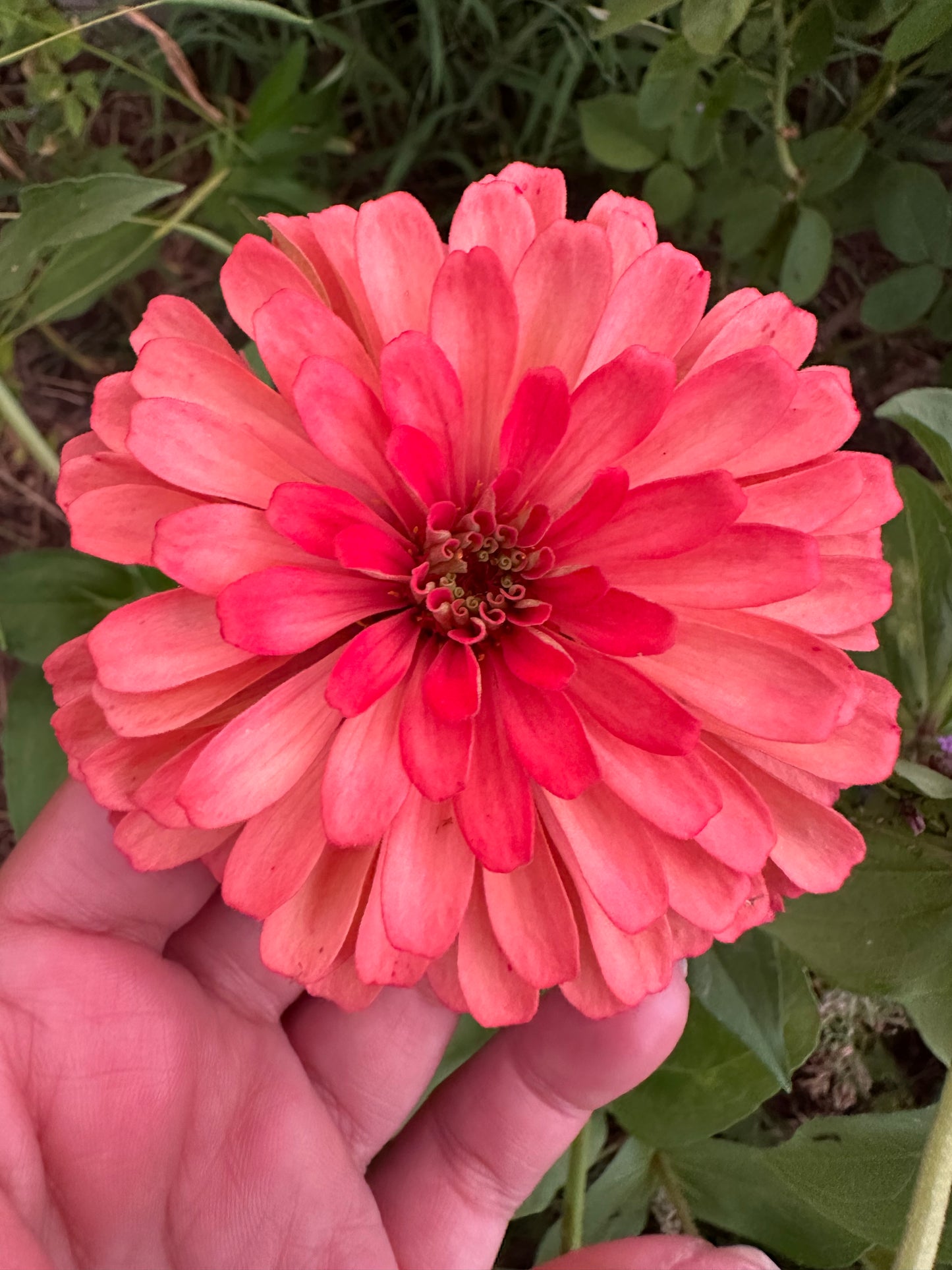 Specialty Breeder’s Pack Watercolor Zinnia Seeds