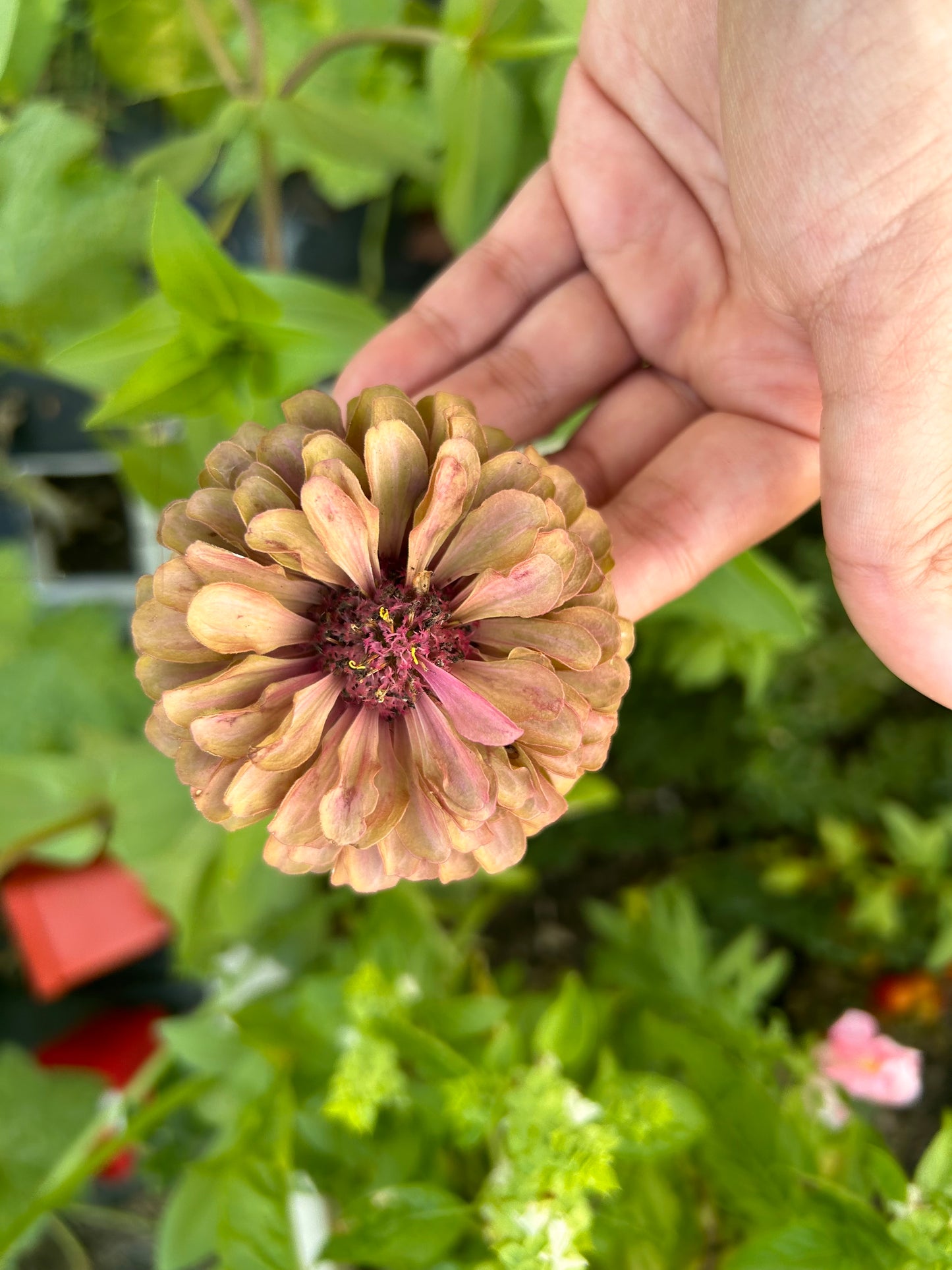 Moody Mix Zinnia Seed Mix Fall Shipping