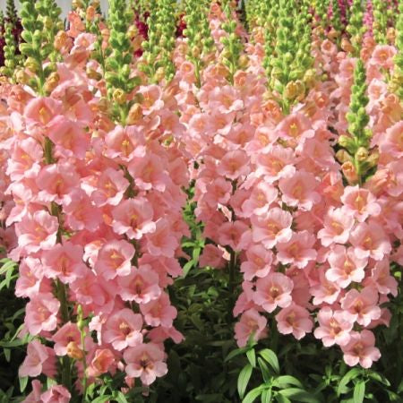 Chantilly™ Light Pink Snapdragon Cut Flower Seed