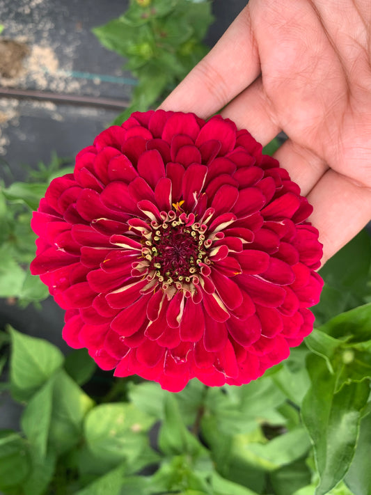 Giant Cherry Cream Zinnia Seeds