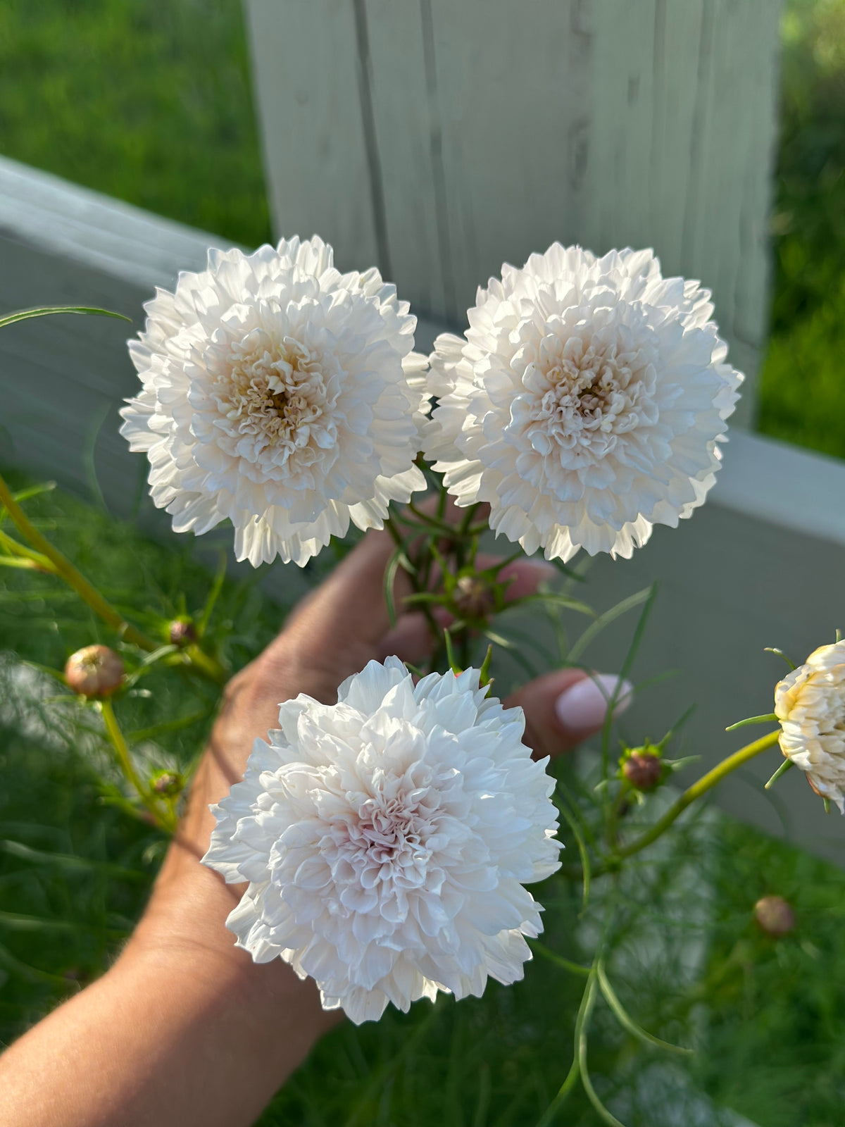 Cosmos Muted Breeding Project Cut Flower Seed