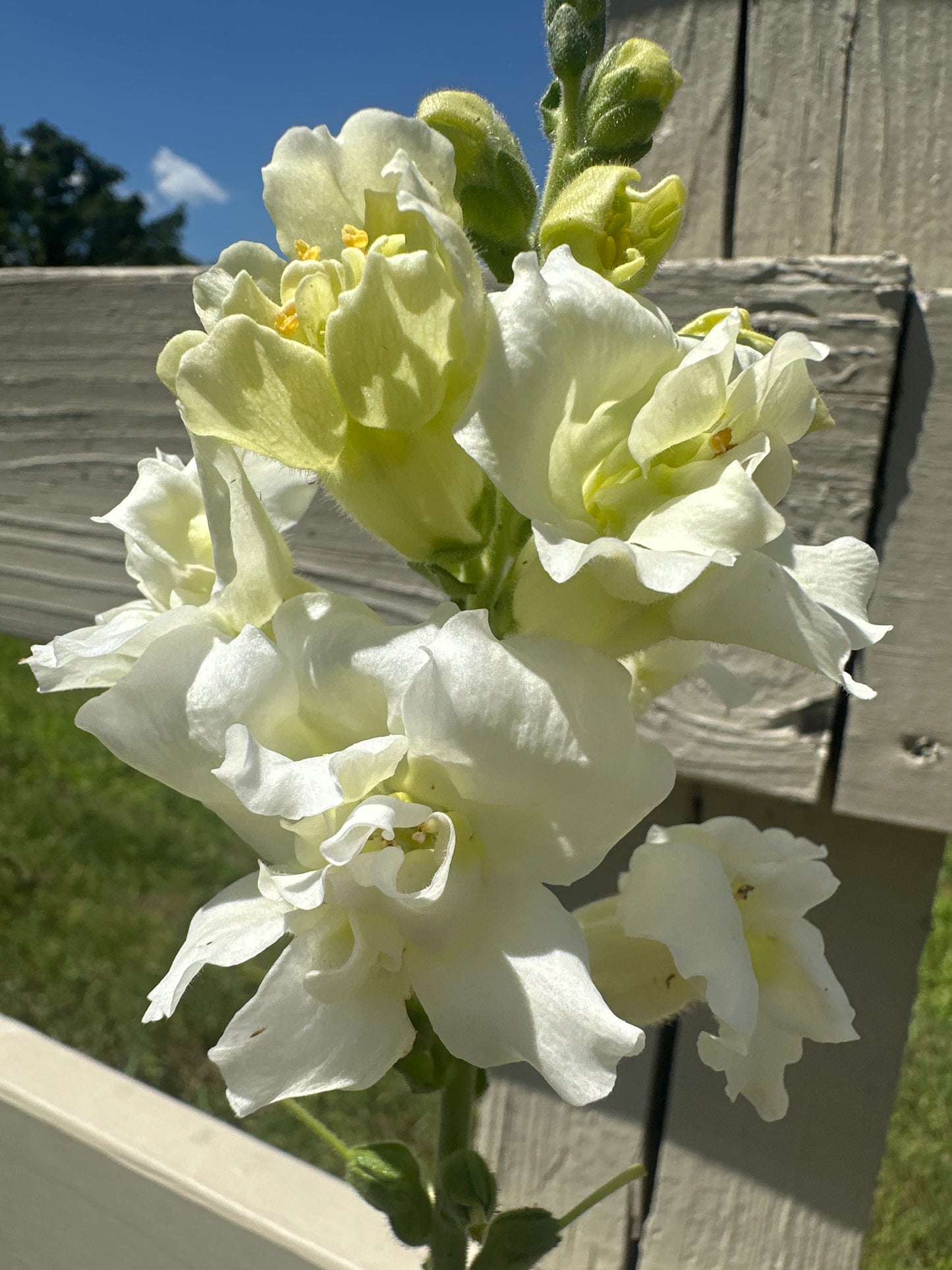 Madame Butterfly Ivory (F1) Snapdragon Cut Flower Seed (Copy)
