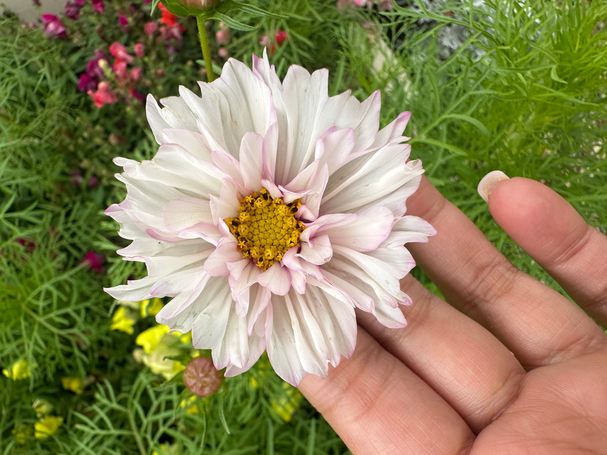 Cosmos Muted Breeding Project Cut Flower Seed