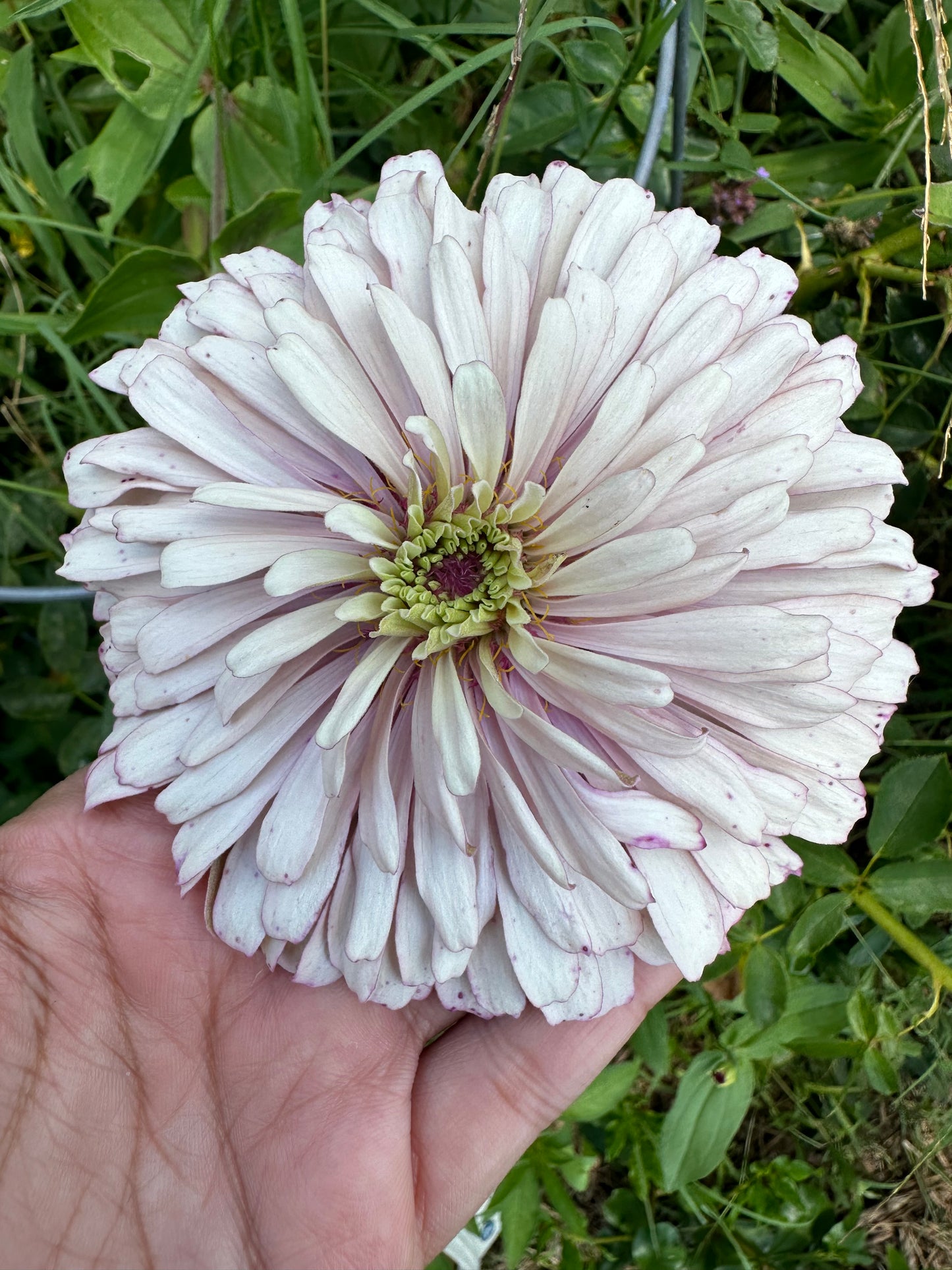 Mauvalous Specialty Breeder’s Zinnia Seeds Shipping Fall 2024