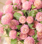 Raspberry Cream Gomphrena Cut Flower Seeds