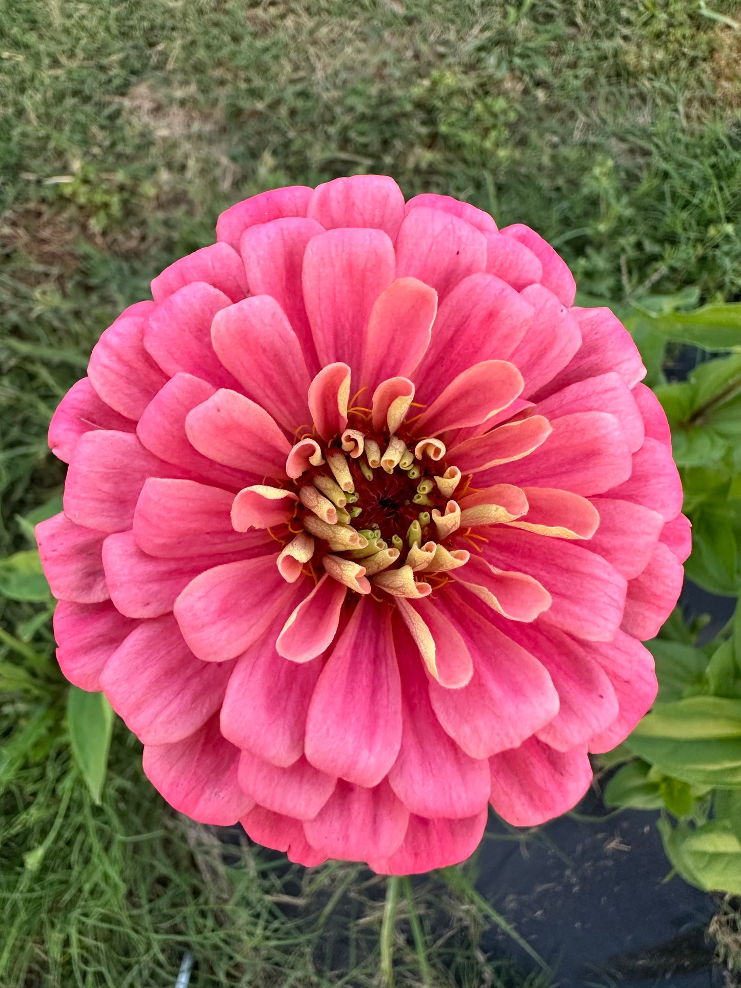 Pinks & Peach Mix Zinnia Seeds