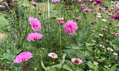 Double Click Rose Cosmos Cut Flower Seeds