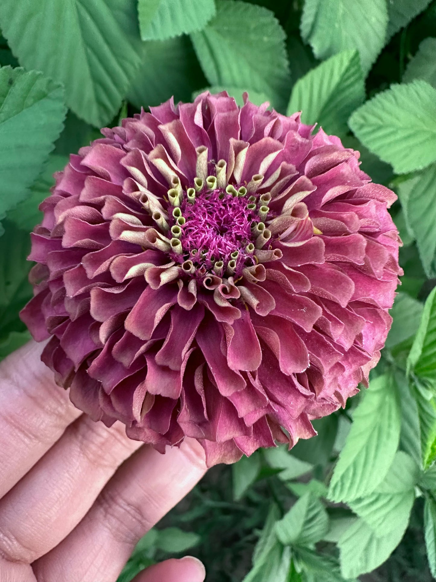 Moody Mix Zinnia Seed Mix