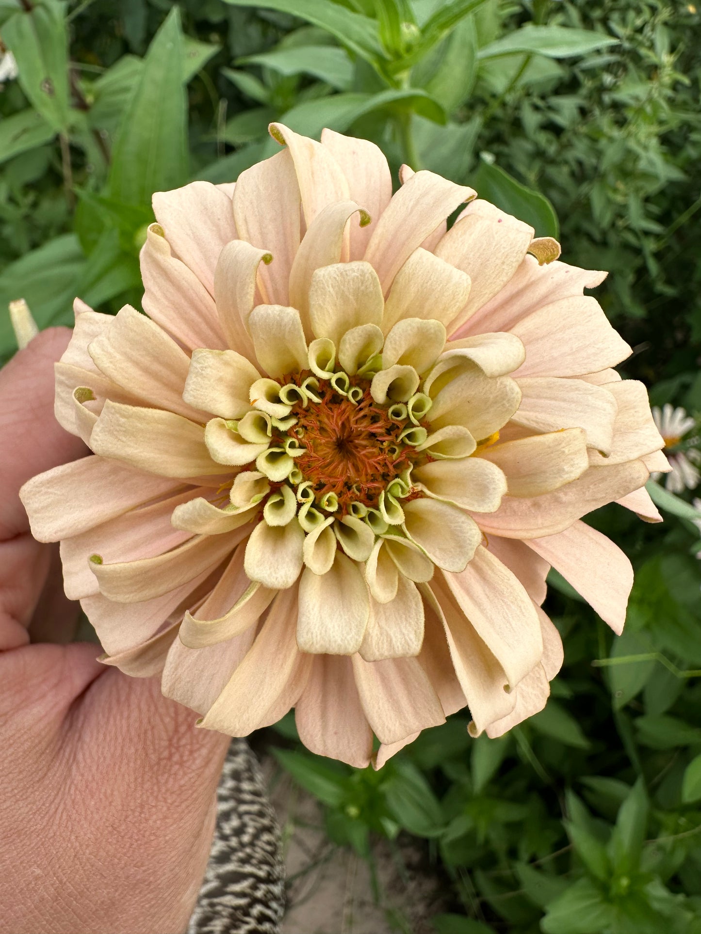 Crème de la crème 2024 Zinnia Seed Fundraiser Mix Fall Shipping