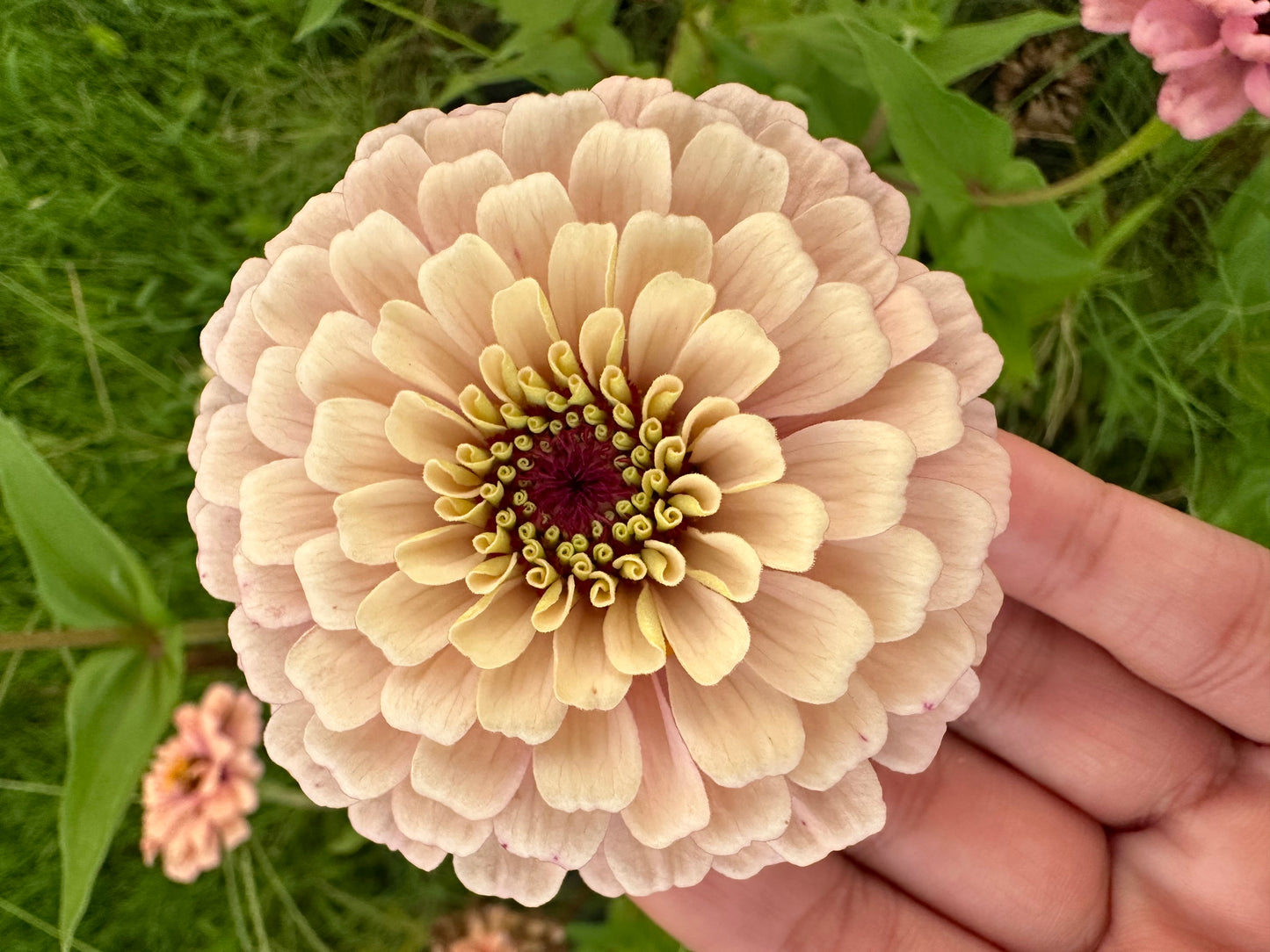 Crème de la crème 2024 Zinnia Seed Fundraiser Mix Fall Shipping