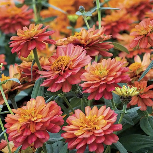 Profusion Salmon Zinnia Seeds