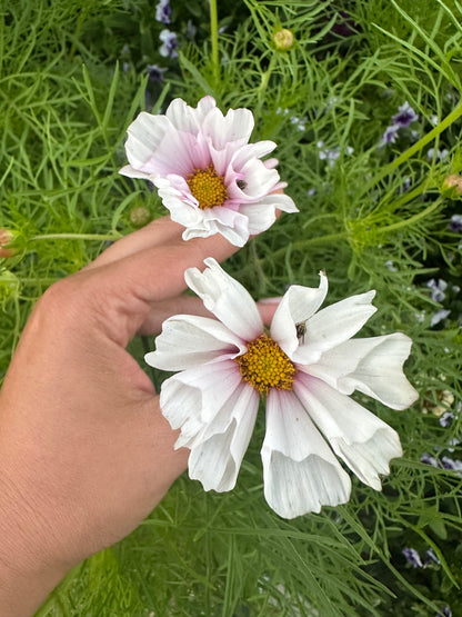 Cosmos Muted Breeding Project Cut Flower Seed
