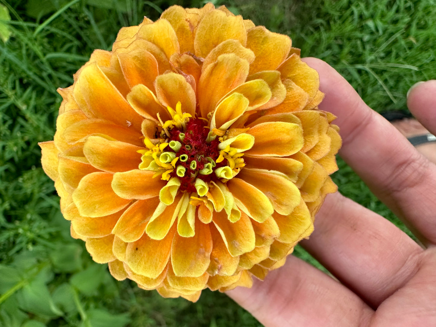 Marmalade Zinnia Seeds