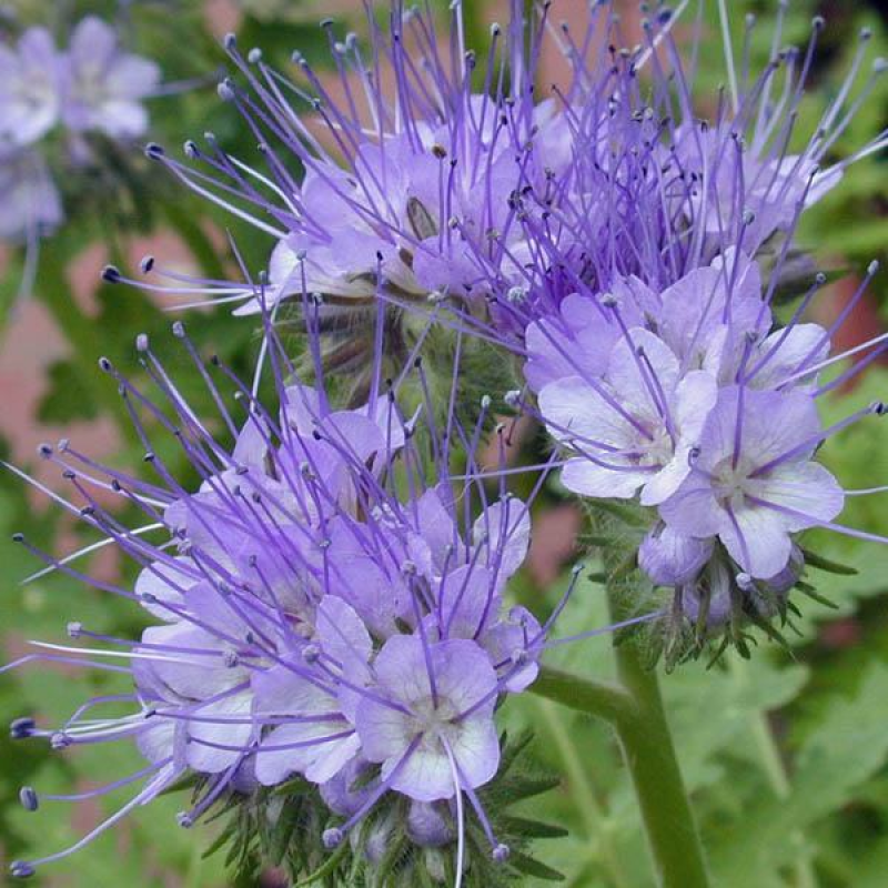 Phacelia Cut Flower Seed