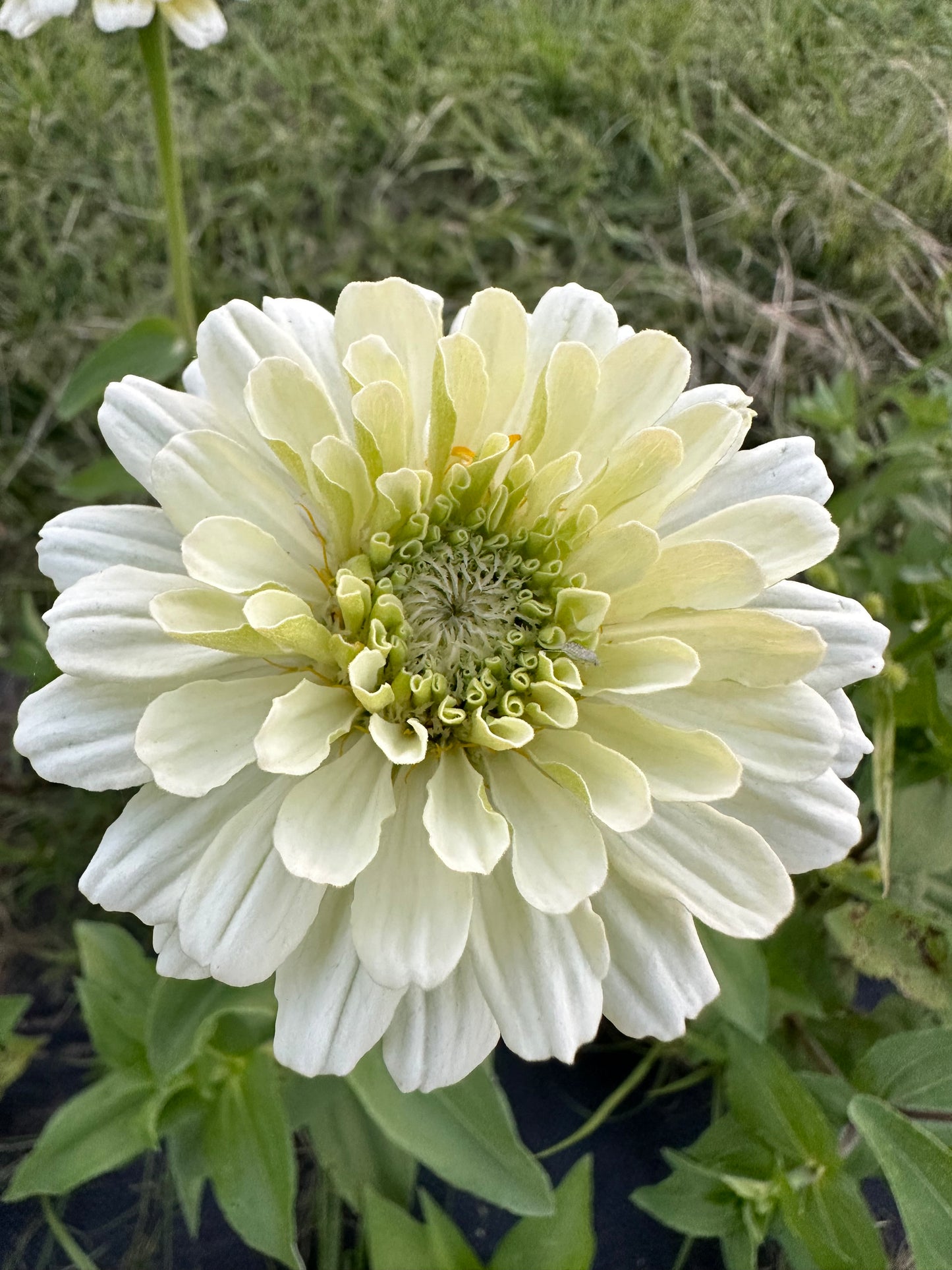 Polar Bear Zinnia Seeds