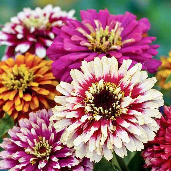 Whirlygig Zinnia Seeds Mix